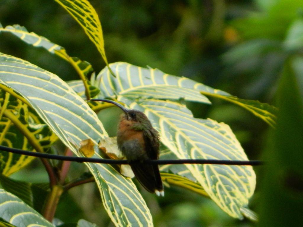 Bicho Do Mato Suites Guapimirim Kültér fotó